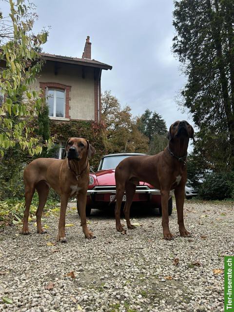 Rhodesian Ridgeback Welpen