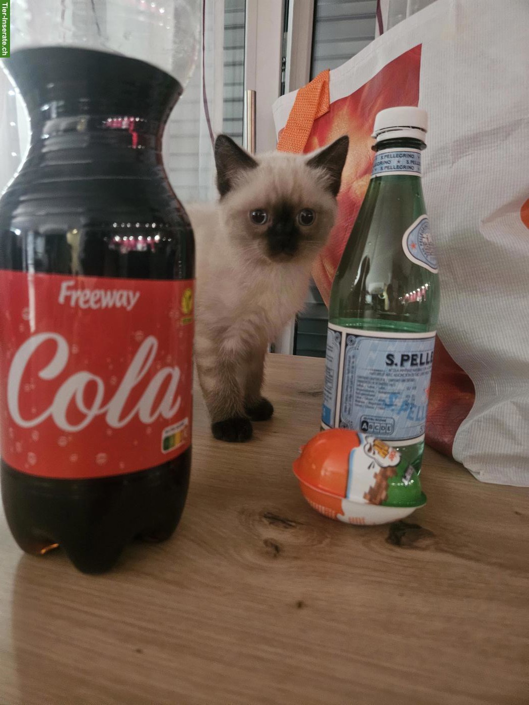 Bild 3: BKH x Ragdoll Mix Kitten, Kater