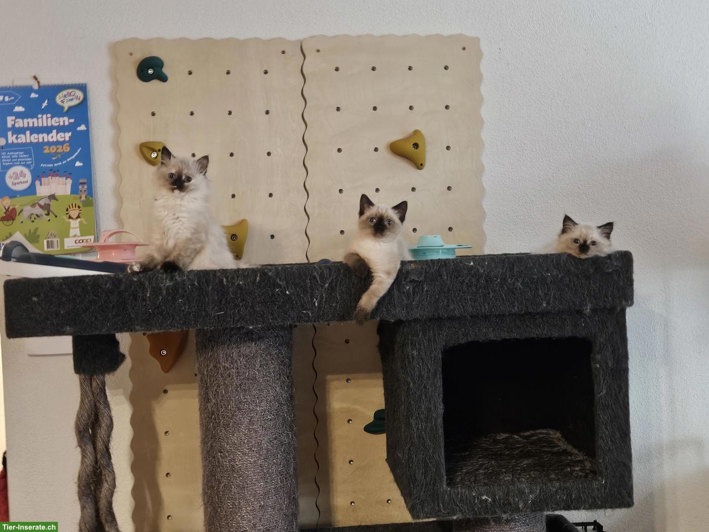 Bild 4: BKH x Ragdoll Mix Kitten, Kater