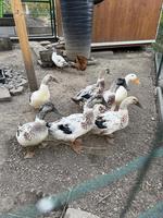 6x Streicherenten und 2x Pekingenten