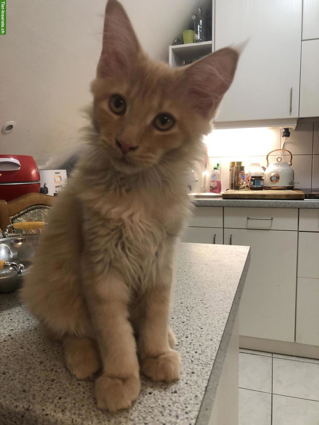 Bild 2: Reinrassiges Maine Coon Kitten (Kater) mit Stammbaum zu verkaufen