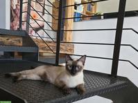 Gut 1-jähriger Siam Kater sucht ein neues Zuhause
