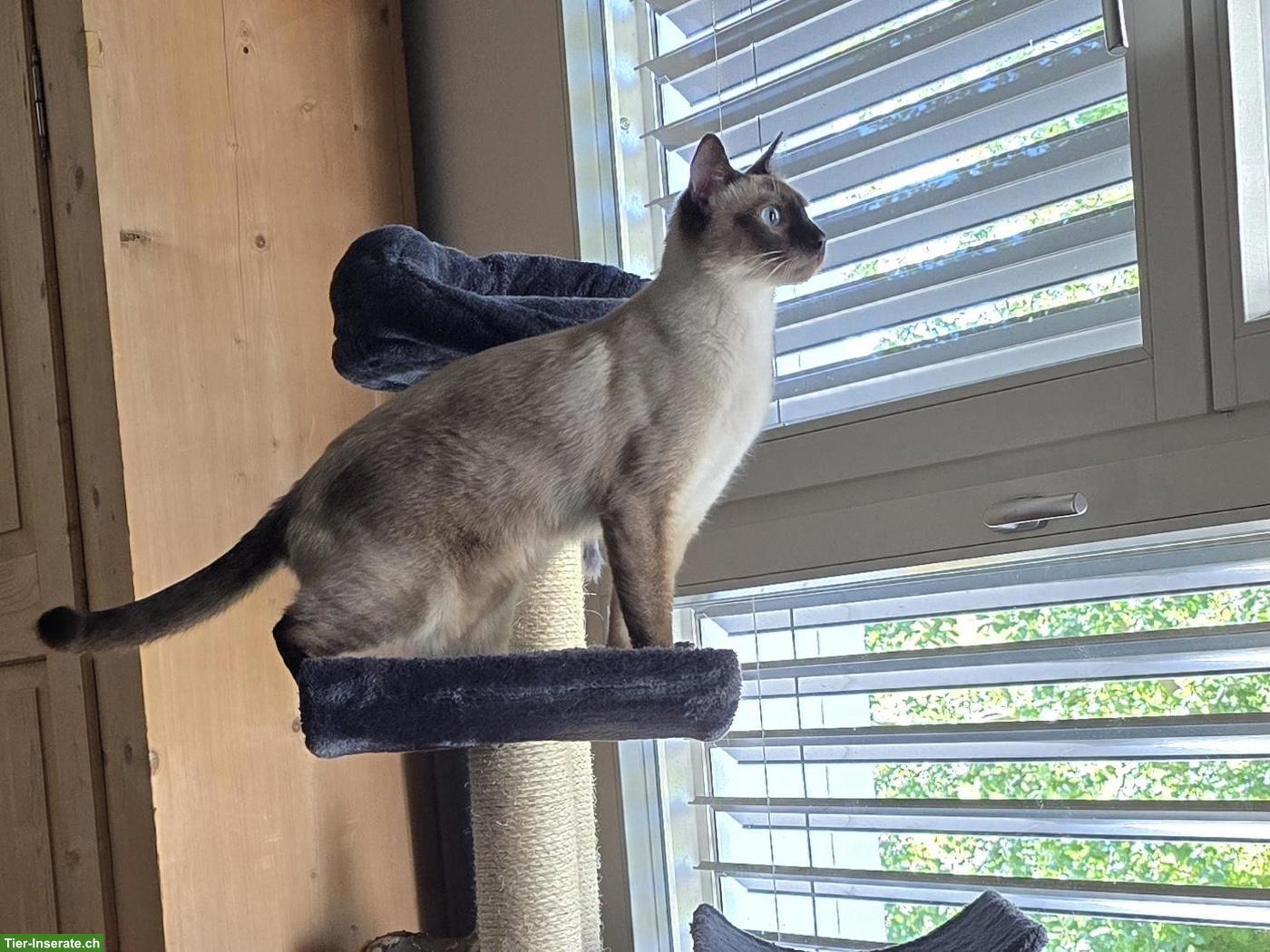 Bild 3: Gut 1-jähriger Siam Kater sucht ein neues Zuhause