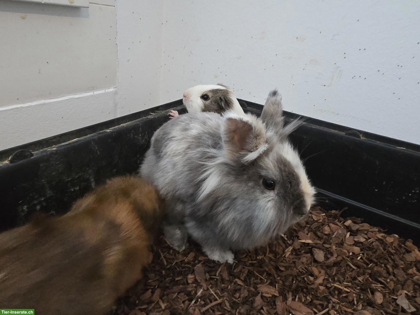 Bild 4: Löwenkopf Zwerghäsin mit Tochter zu verkaufen