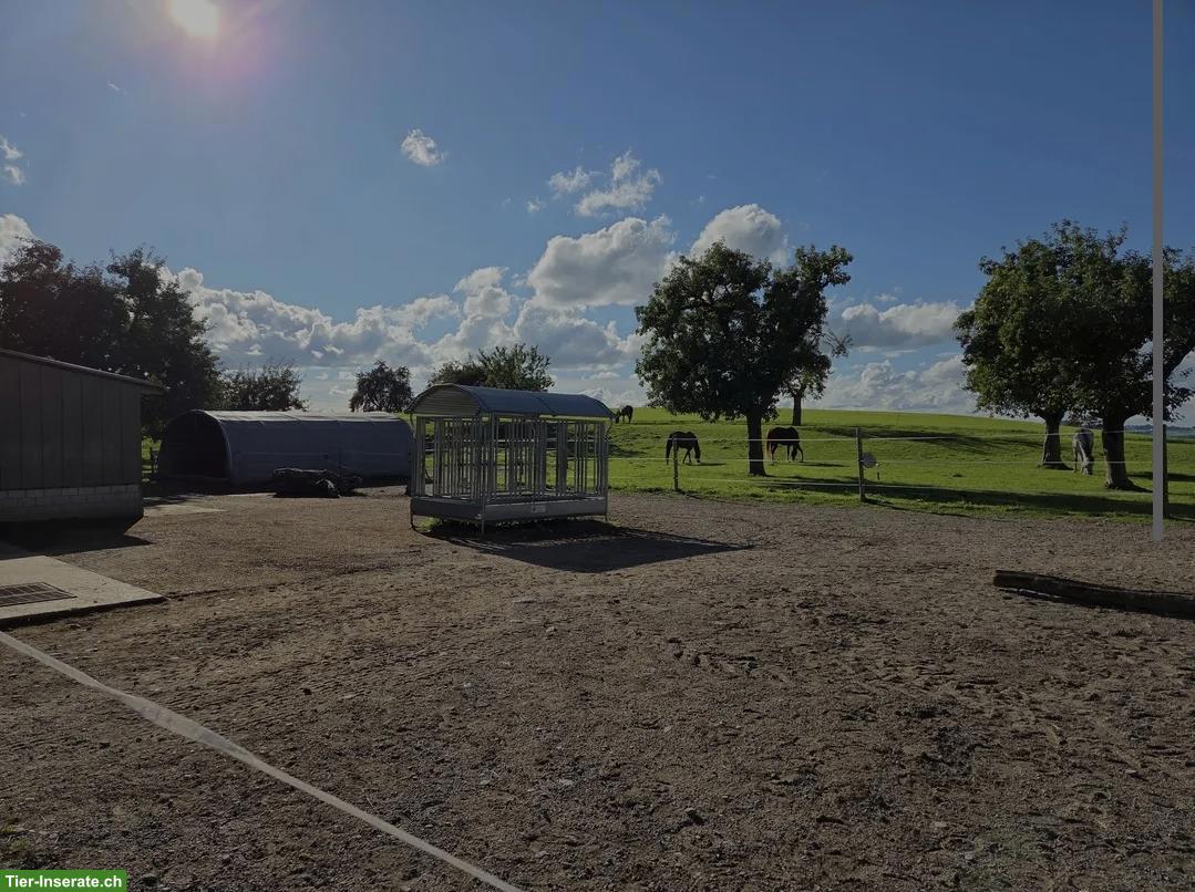 Bild 2: Offenstallplatz frei in Arnegg SG