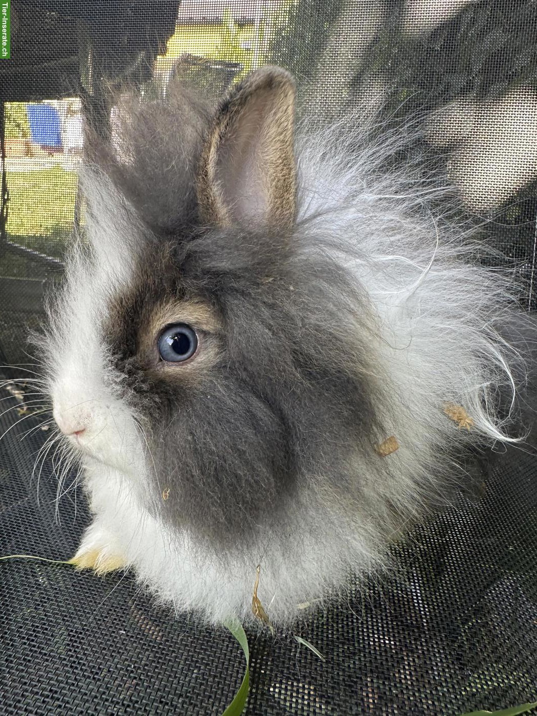 Löwenkopf Zwergkaninchen (weiblich) mit blauen Augen
