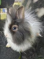 Löwenkopf Zwergkaninchen (weiblich) mit blauen Augen