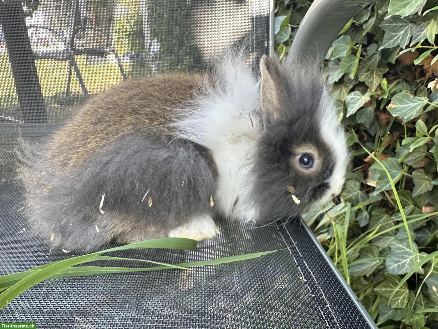 Bild 4: Löwenkopf Zwergkaninchen (weiblich) mit blauen Augen