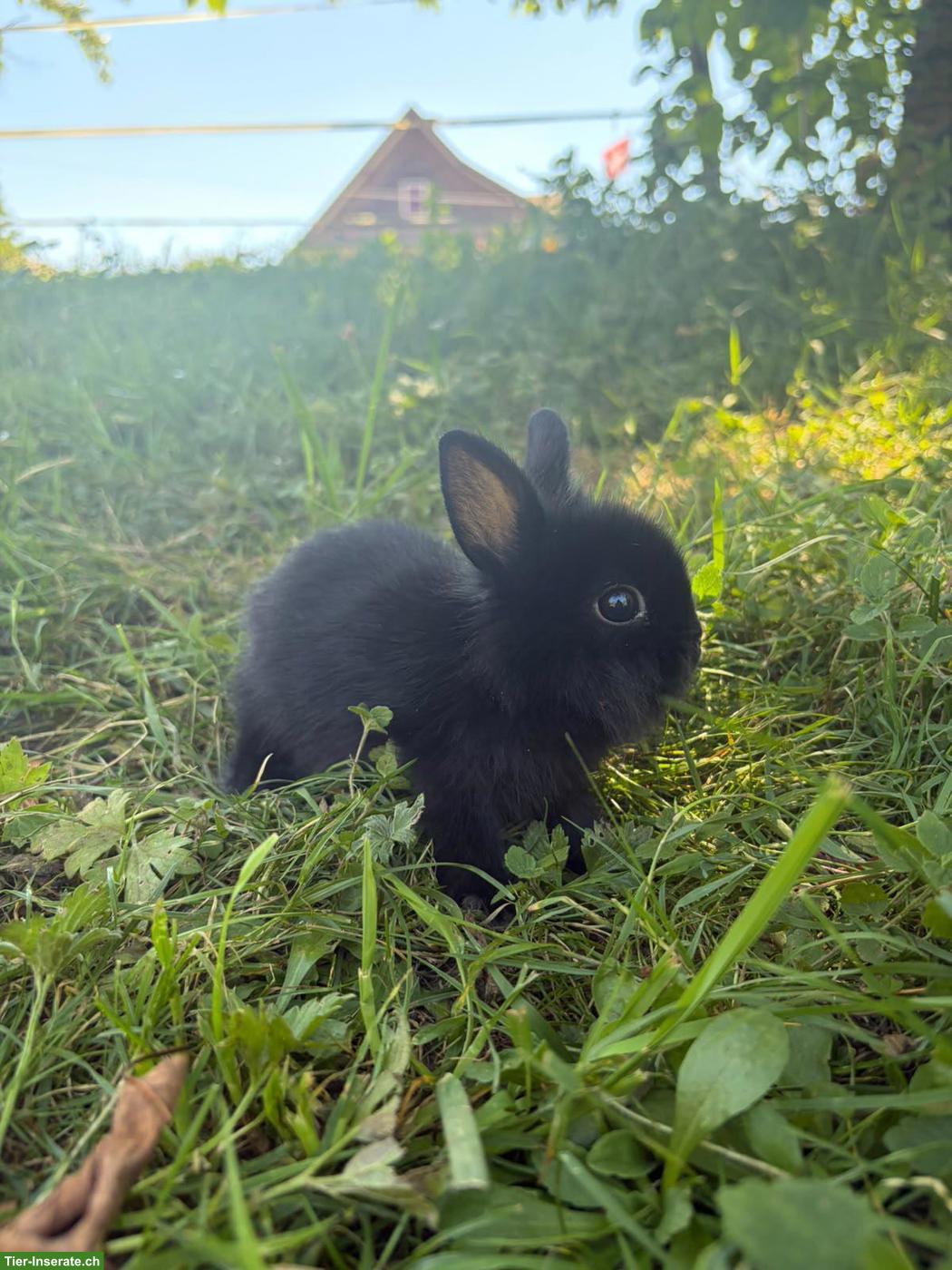 Bild 2: Junges Zwergkaninchen Weibchen
