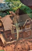 Anolis roquet summus 1.0, Jg. 2024