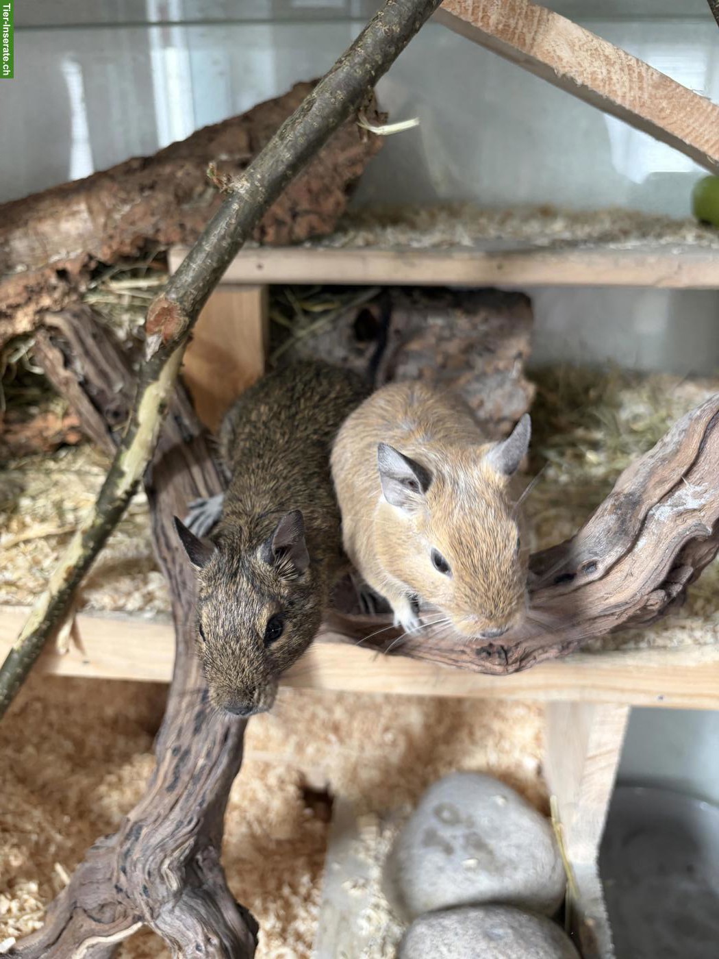 2 Degu Weibchen suchen tollen Platz, inkl. Käfig