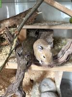 2 Degu Weibchen suchen tollen Platz, inkl. Käfig