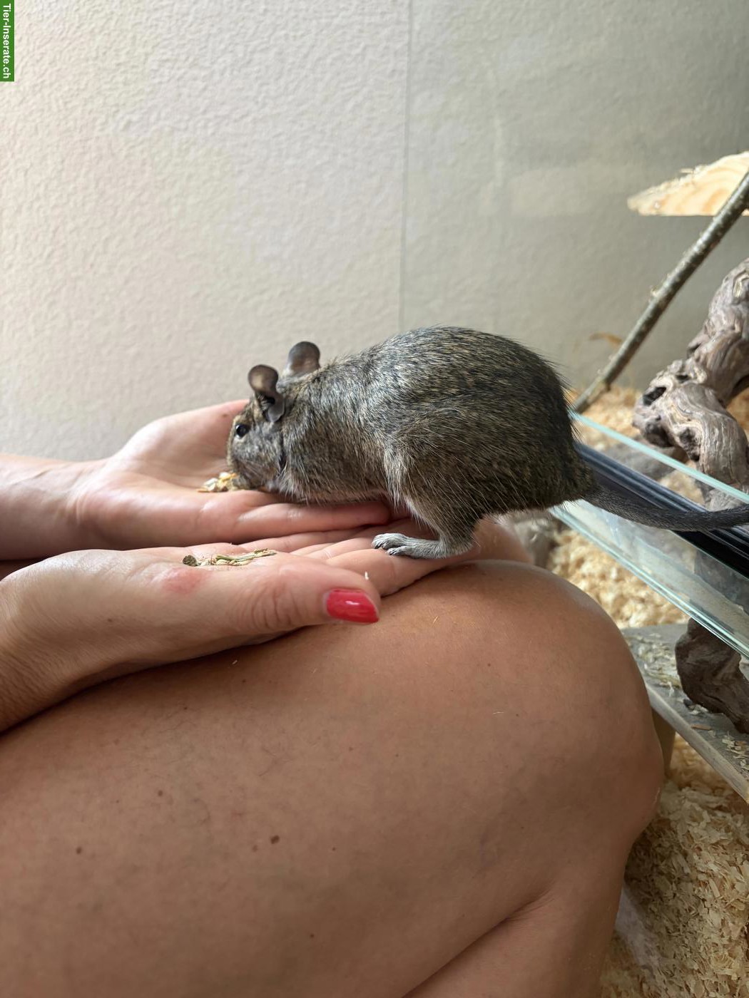 Bild 2: 2 Degu Weibchen suchen tollen Platz, inkl. Käfig