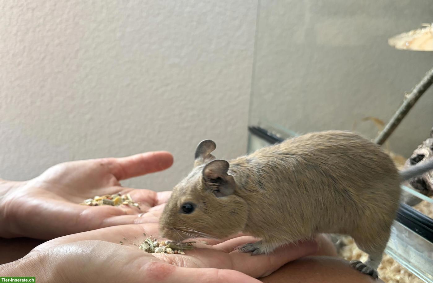 Bild 3: 2 Degu Weibchen suchen tollen Platz, inkl. Käfig
