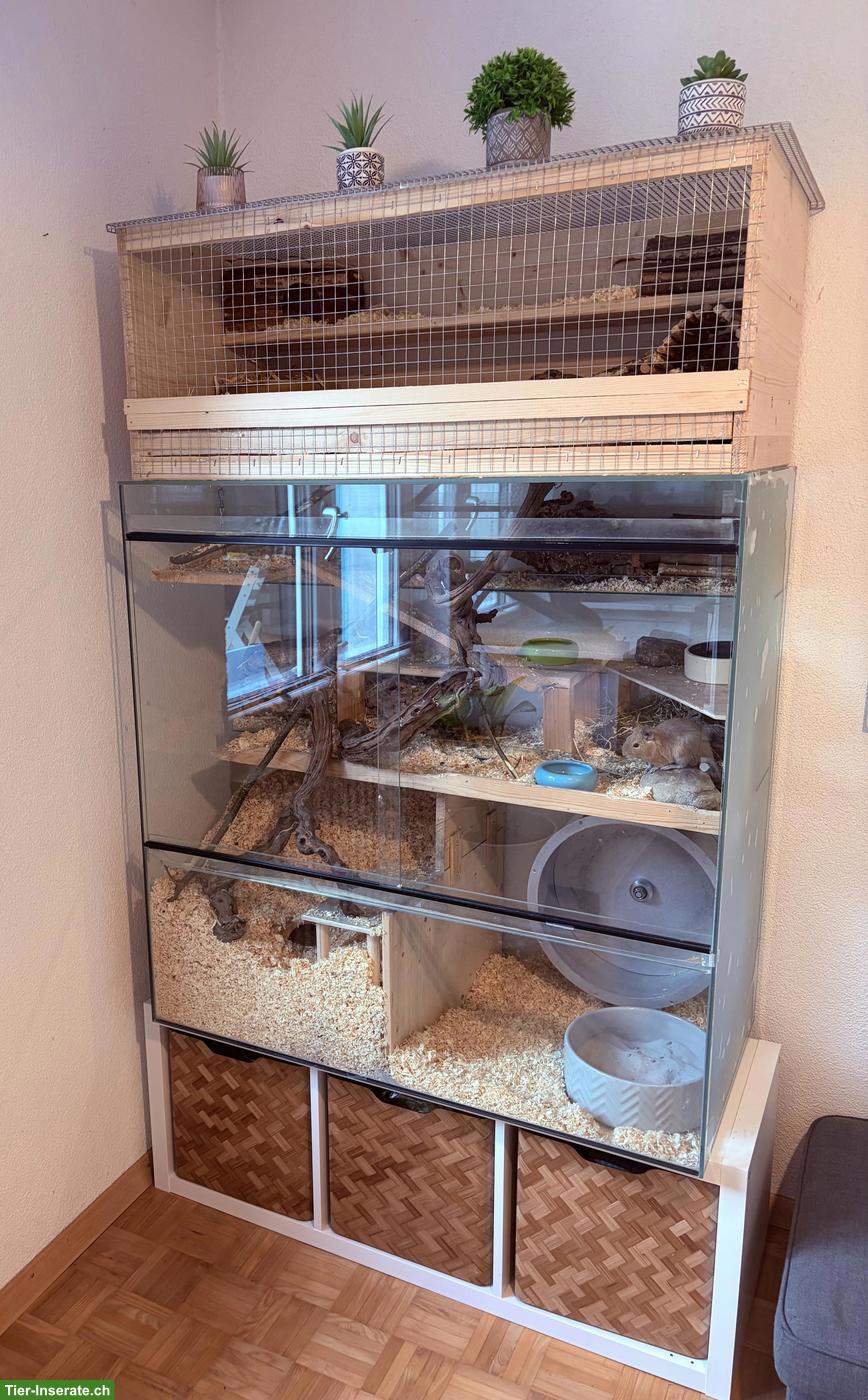 Bild 4: 2 Degu Weibchen suchen tollen Platz, inkl. Käfig