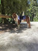 Manitu, hübscher junger Ponywallach mit besonderer Zeichnung