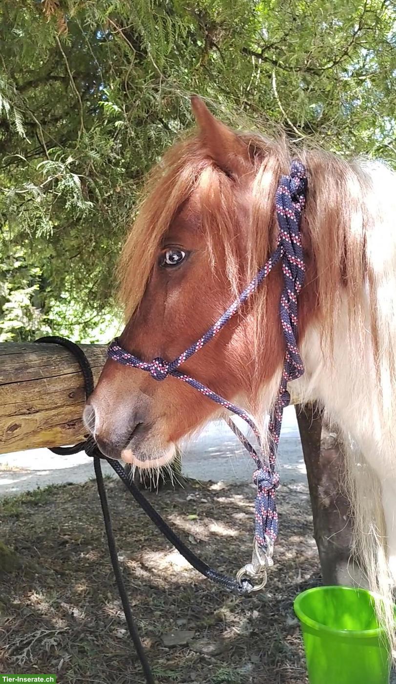 Bild 2: Manitu, hübscher junger Ponywallach mit besonderer Zeichnung