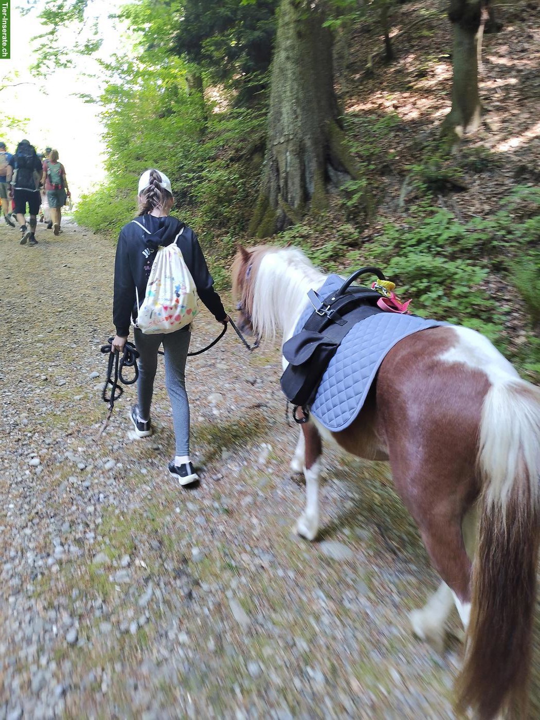 Bild 3: Manitu, hübscher junger Ponywallach mit besonderer Zeichnung