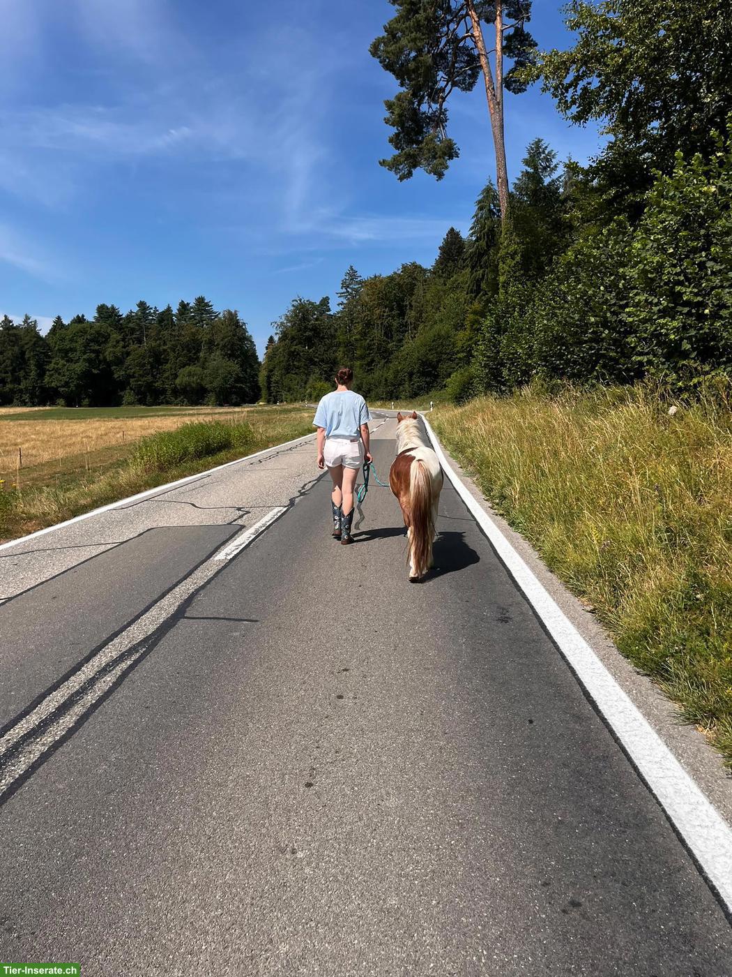 Bild 4: Manitu, hübscher junger Ponywallach mit besonderer Zeichnung