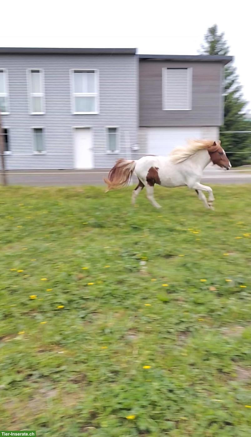 Bild 5: Manitu, hübscher junger Ponywallach mit besonderer Zeichnung