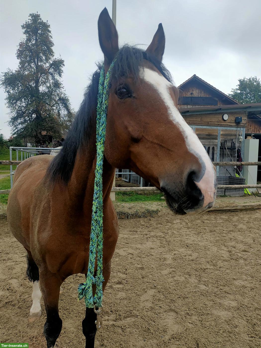 Pflege-/Reitbeteiligung auf 15-jährigem Wallach in Dielsdorf