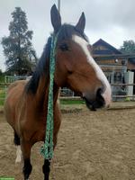 Pflege-/Reitbeteiligung auf 15-jährigem Wallach in Dielsdorf