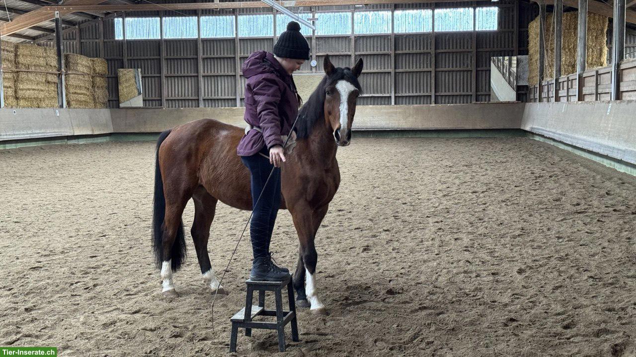 Bild 3: Pflege-/Reitbeteiligung auf 15-jährigem Wallach in Dielsdorf