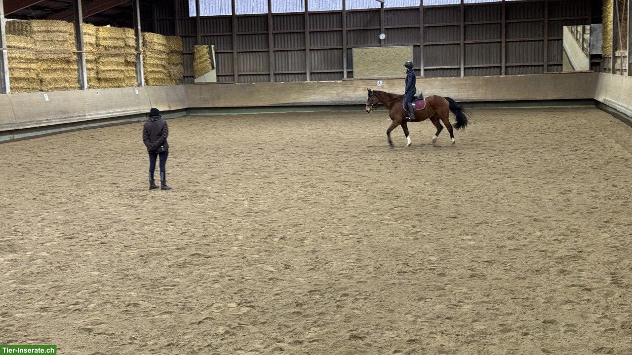 Bild 4: Pflege-/Reitbeteiligung auf 15-jährigem Wallach in Dielsdorf