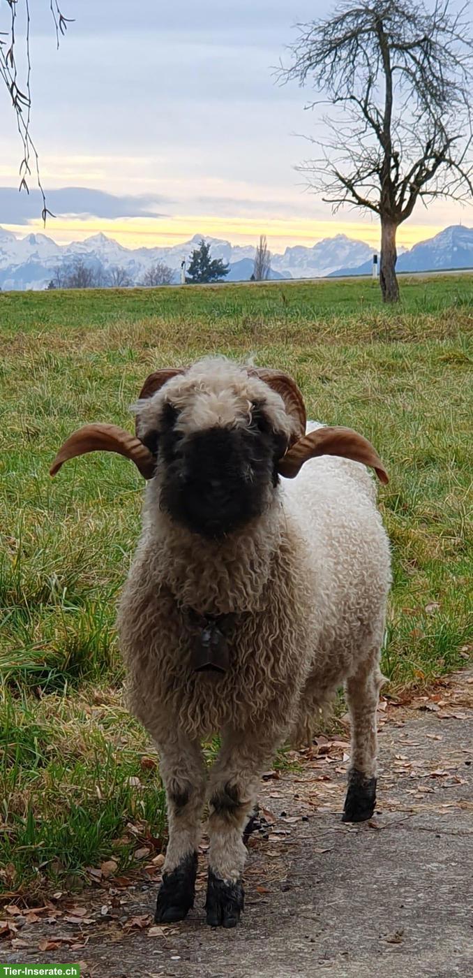 Walliser Schwarznasenschaf Bock abzugeben