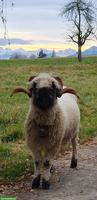 Walliser Schwarznasenschaf Bock abzugeben