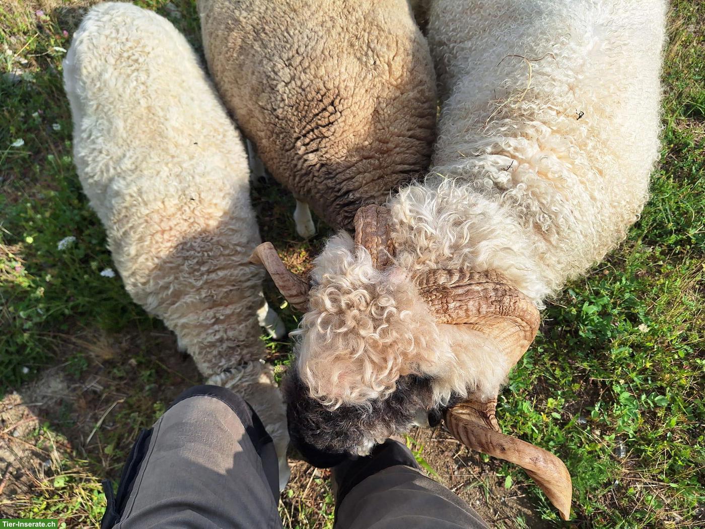 Bild 2: Walliser Schwarznasenschaf Bock abzugeben