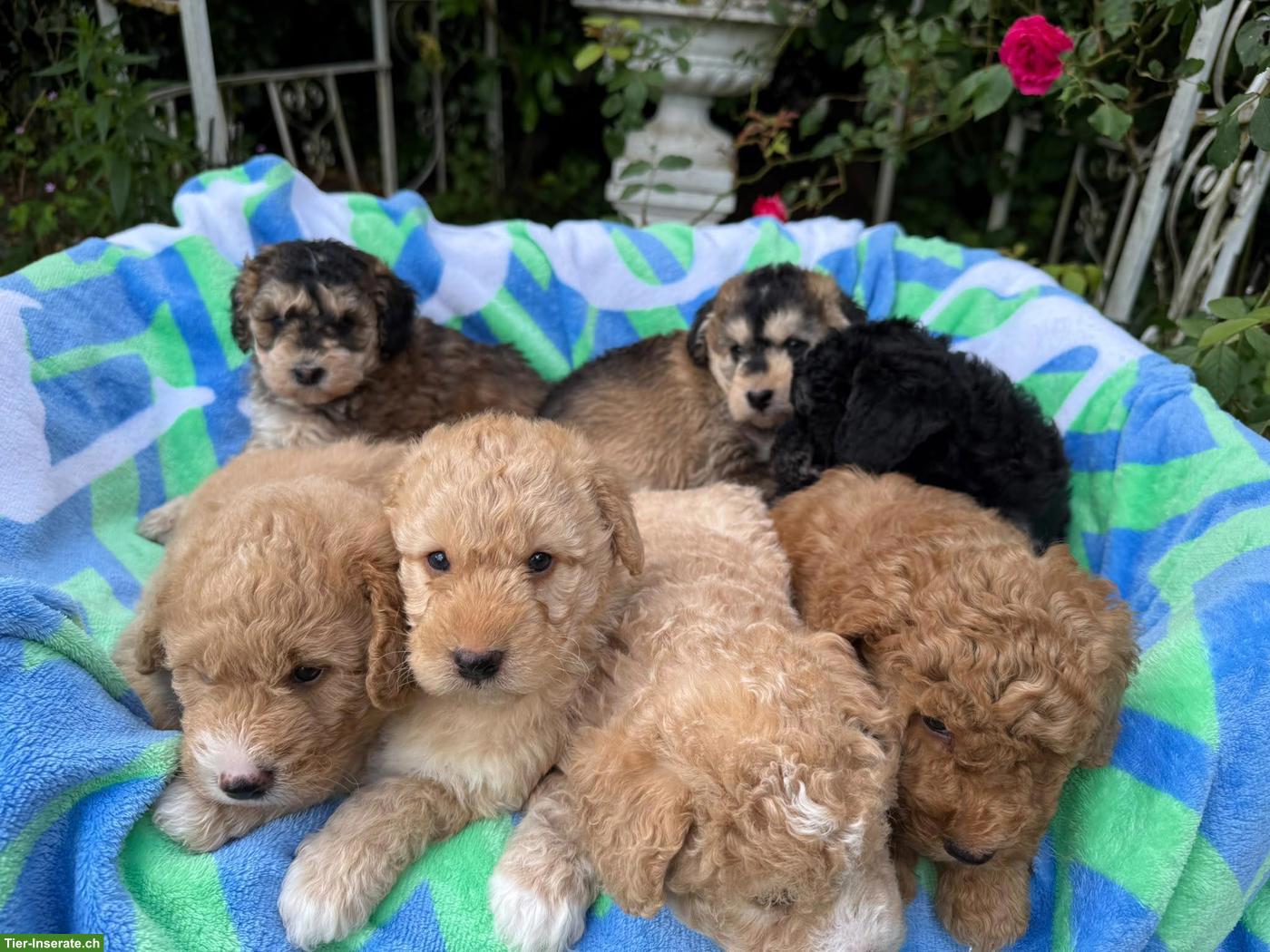 Bild 2: Goldendoodle Welpen suchen liebevolles Zuhause