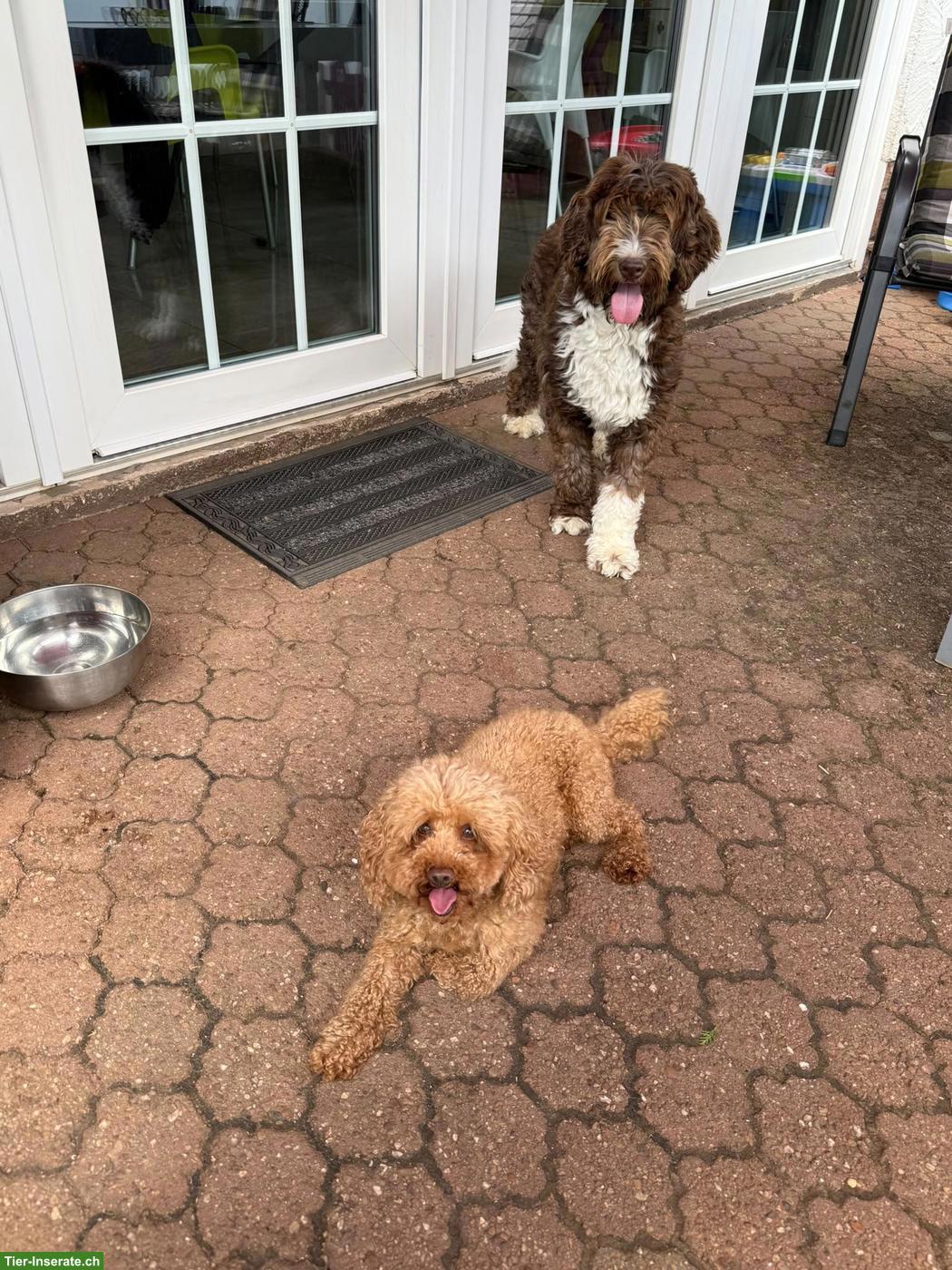 Bild 3: Goldendoodle Welpen suchen liebevolles Zuhause