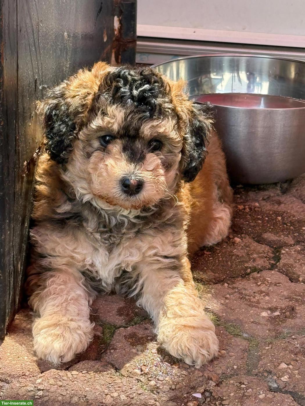Bild 4: Goldendoodle Welpen suchen liebevolles Zuhause