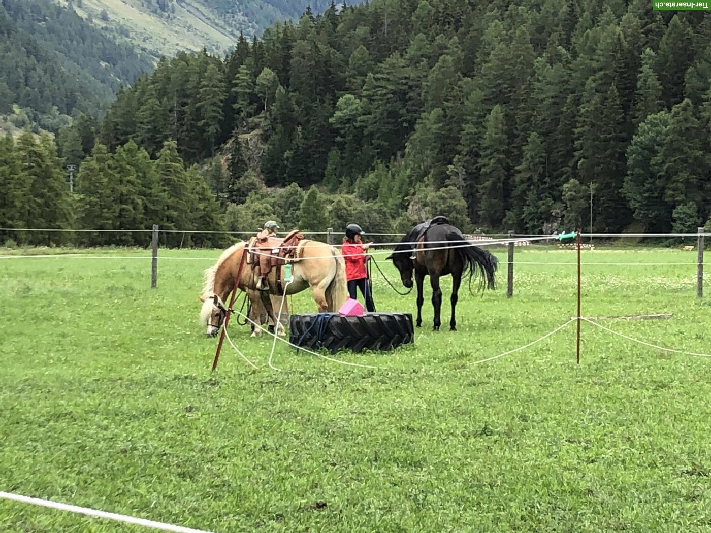 Sommer im Engadin: Offenstall mit Weiden zu vermieten