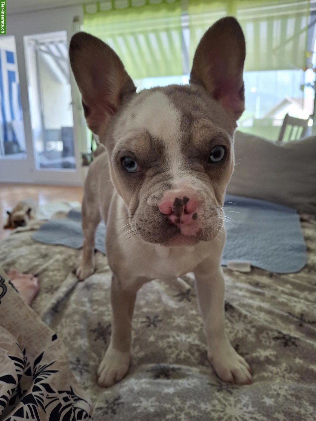 Französische Bulldoggen Hündin, 7 Monate