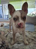 Französische Bulldoggen Hündin, 7 Monate