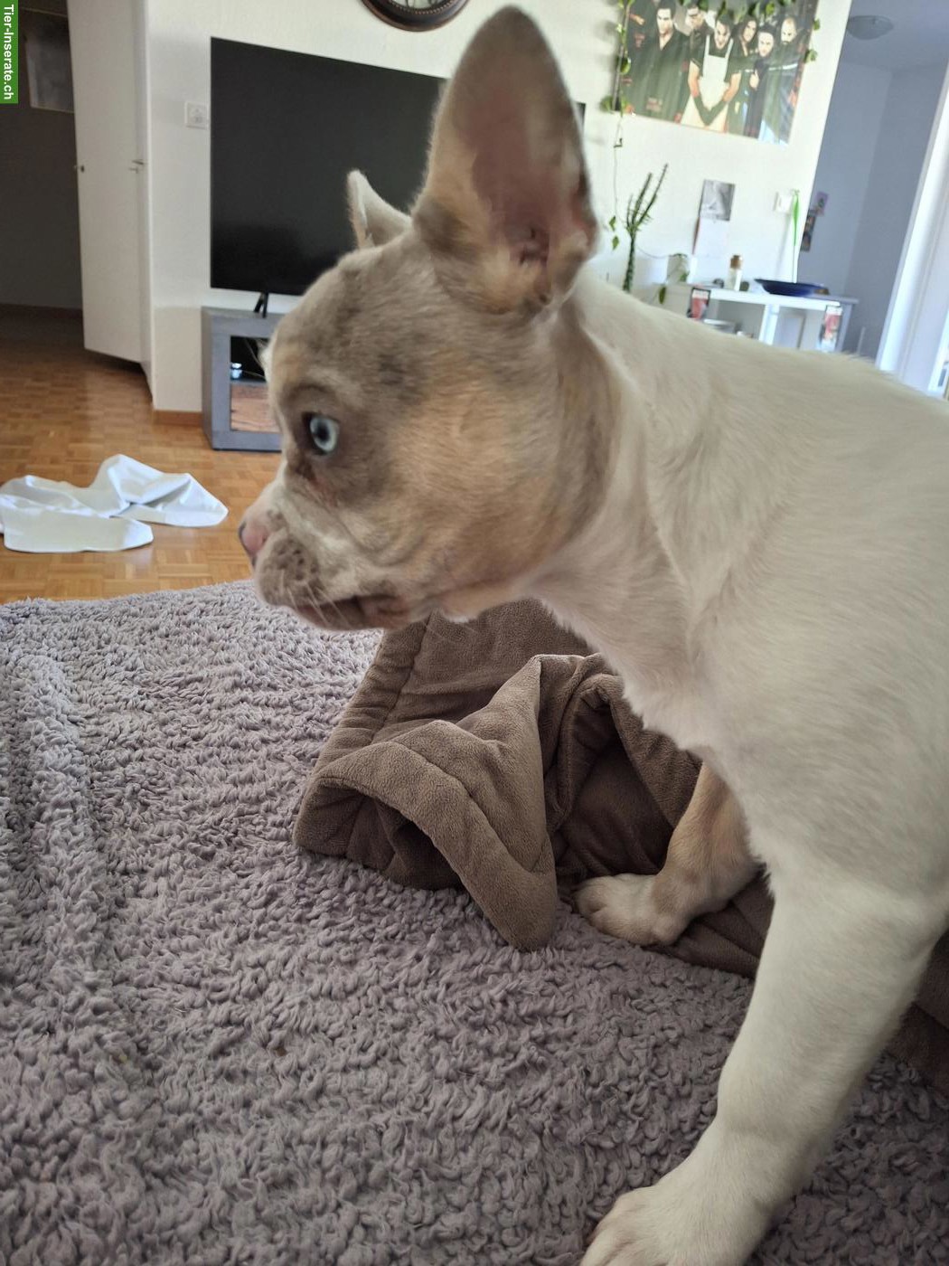 Bild 10: Französische Bulldoggen Hündin, 7 Monate