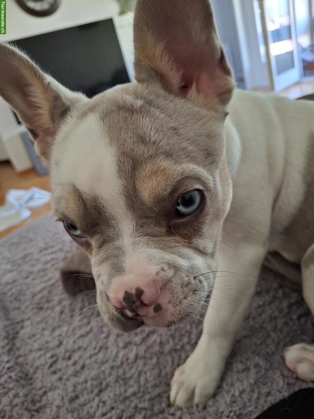 Bild 2: Französische Bulldoggen Hündin, 7 Monate