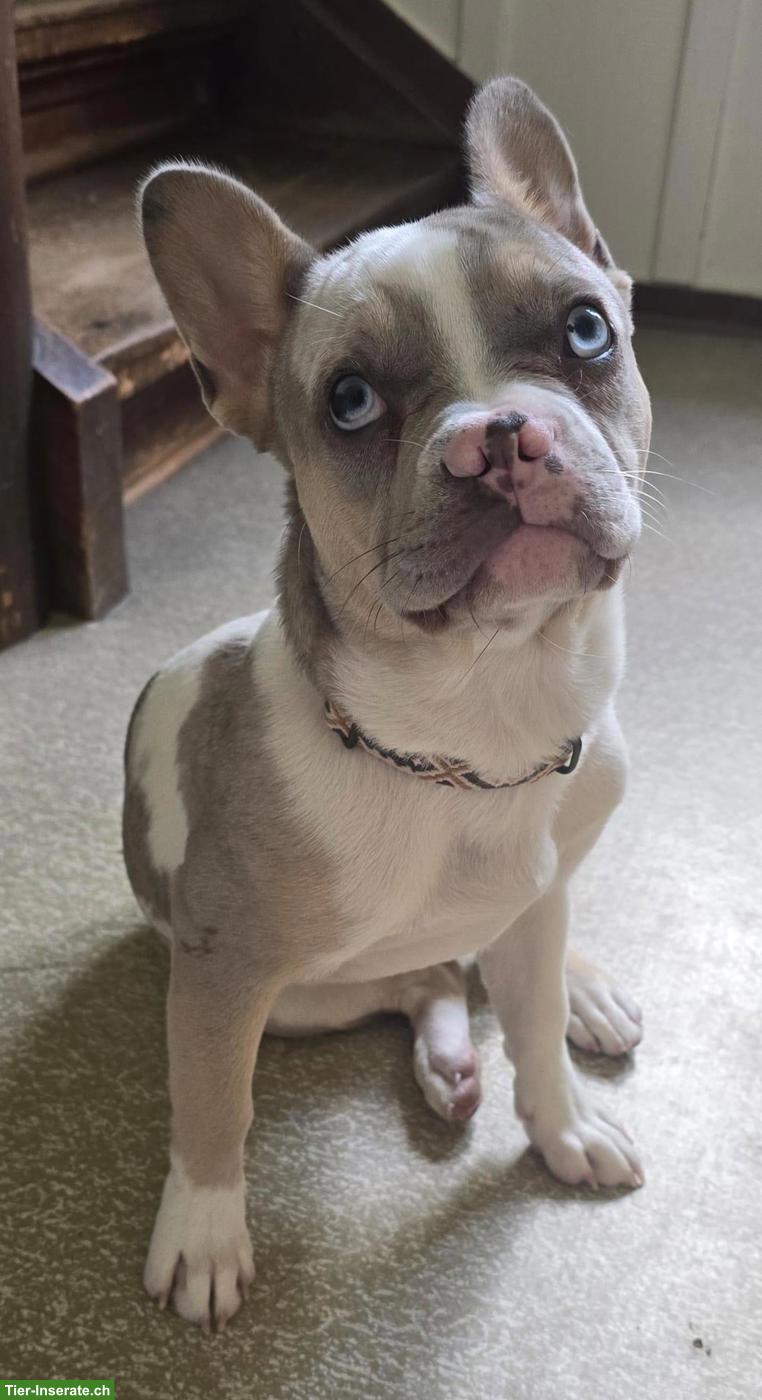 Bild 3: Französische Bulldoggen Hündin, 7 Monate