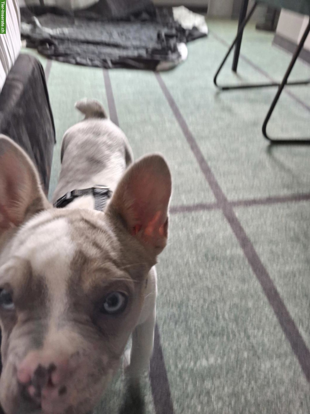 Bild 4: Französische Bulldoggen Hündin, 7 Monate