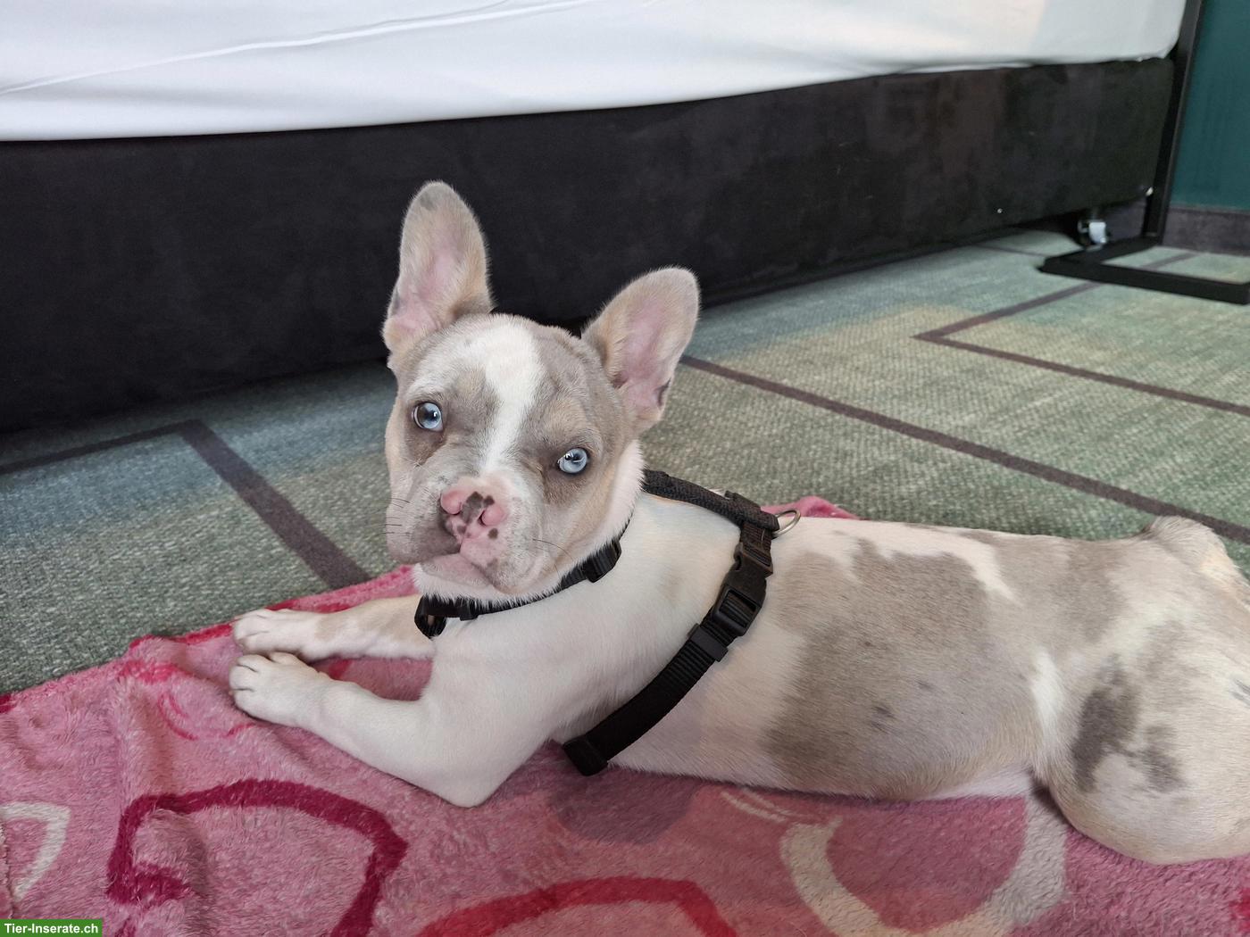 Bild 5: Französische Bulldoggen Hündin, 7 Monate