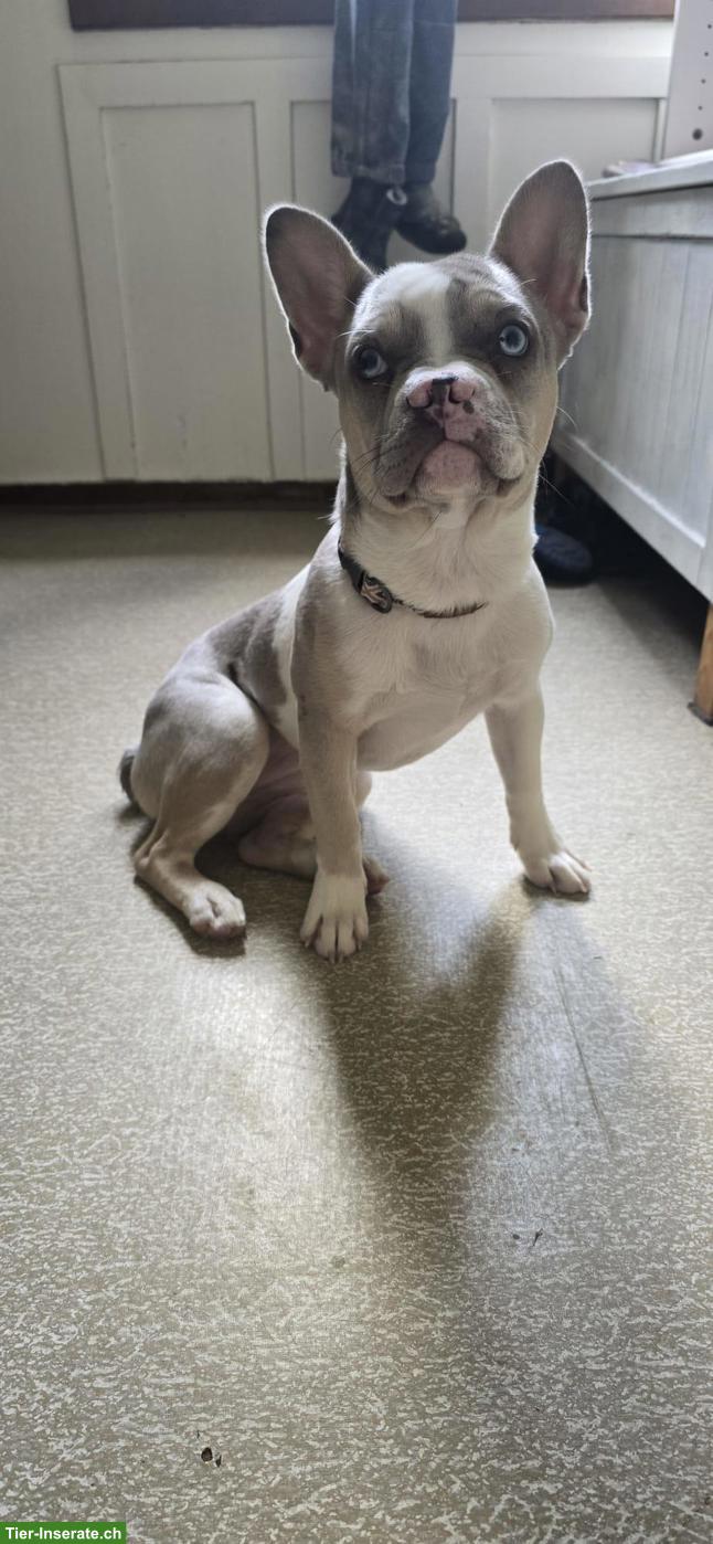 Bild 6: Französische Bulldoggen Hündin, 7 Monate