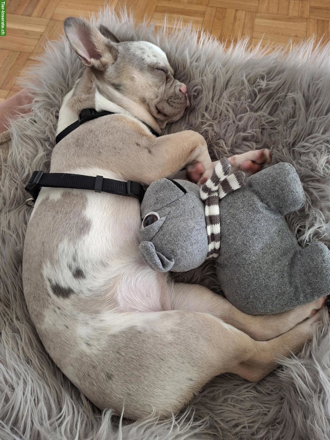 Bild 7: Französische Bulldoggen Hündin, 7 Monate