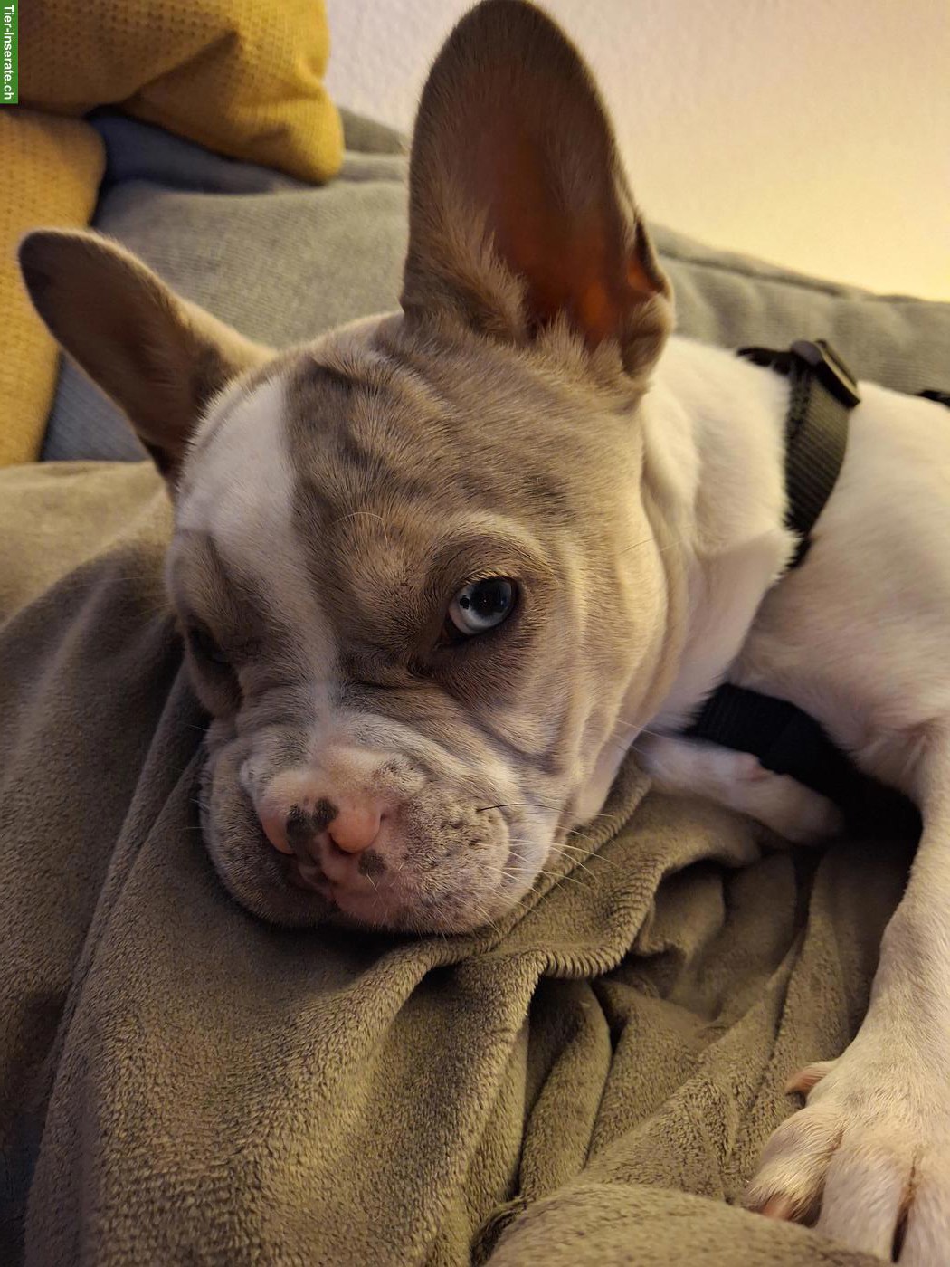 Bild 8: Französische Bulldoggen Hündin, 7 Monate