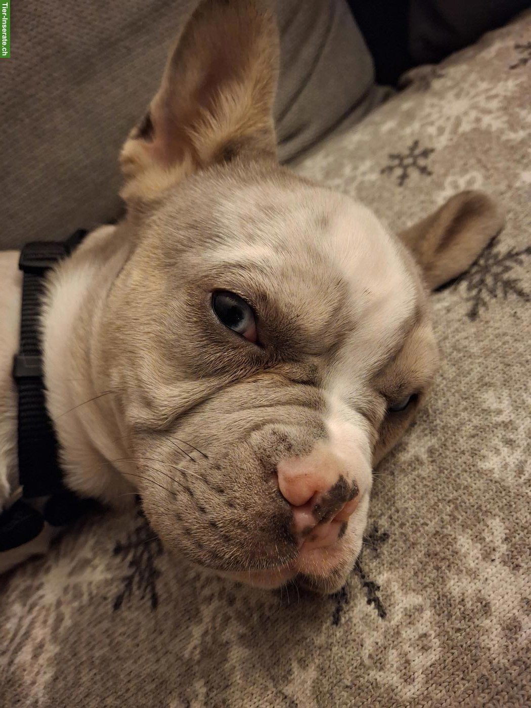 Bild 9: Französische Bulldoggen Hündin, 7 Monate
