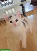 Kätzchen sucht Zuhause mit Freigang