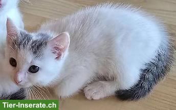 Bild 3: Kätzchen sucht Zuhause mit Freigang