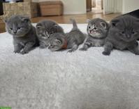 BKH Mix Kitten, Männchen und Weibchen