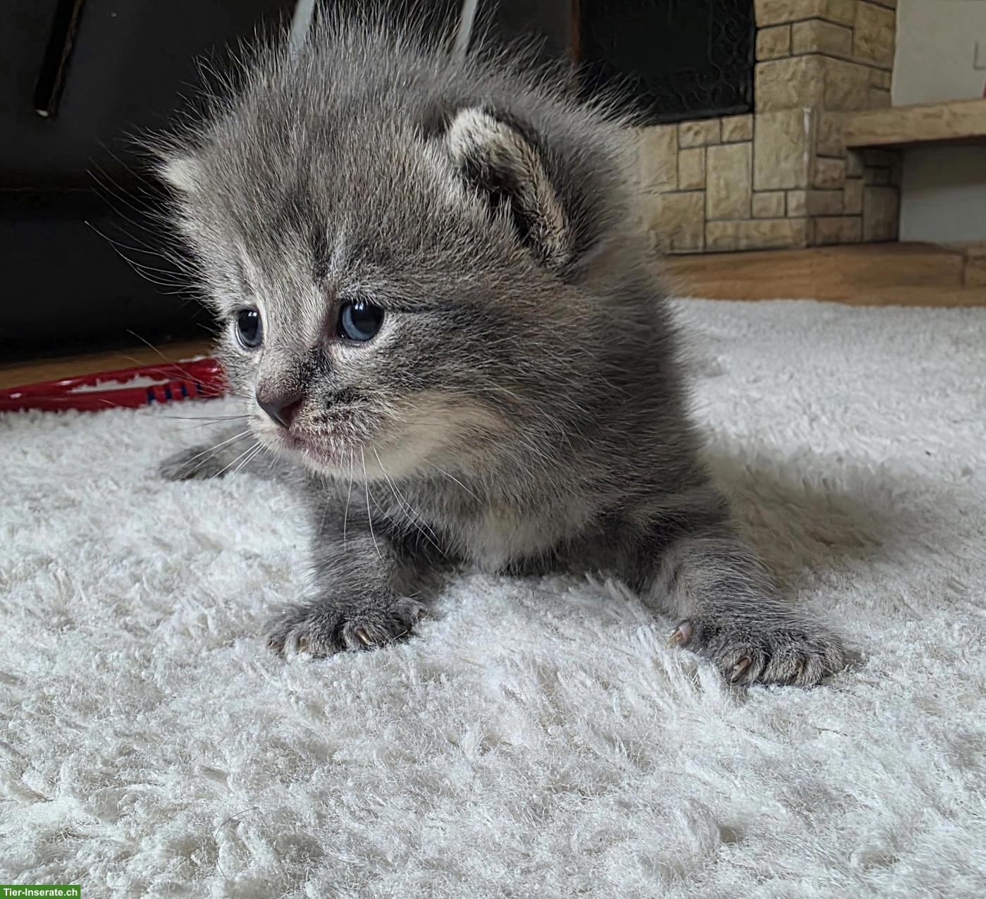 Bild 2: BKH Mix Kitten, Männchen und Weibchen